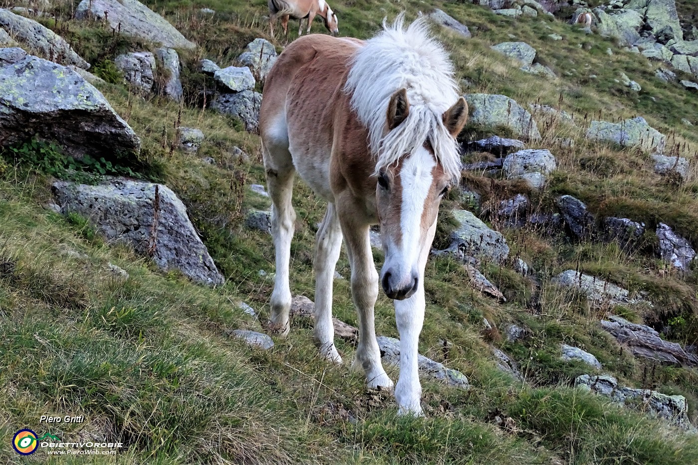 94 Bel cavallino si avvicina e si lascia accarezzare !.JPG